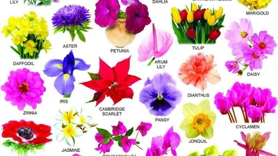 Названия садовых цветов с картинками по алфавиту