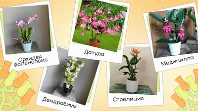 Многолетние цветы названия, описание, фото - YouTube