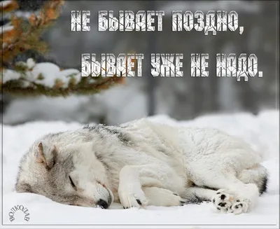 Не бывает поздно, бывает уже не надо. | Wolf dog, Sleeping wolf, Beautiful  wolves