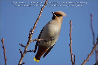 ФотоБлог Торгачкин Игорь Петрович © Igor Torgachkin: Свиристель /  Bombycilla garrulus / Bohemian Waxwing