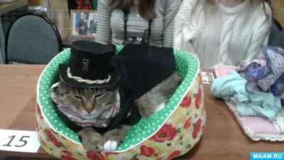 Чайник "Не все коту масленица" - купить в интернет-магазине «Дымов Керамик»