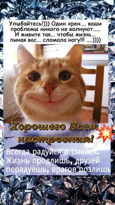 майка ( футболка) грэмпи кэт, не доброе утро, доброе утро котик, Grumpy Cat  - Минск, Беларусь