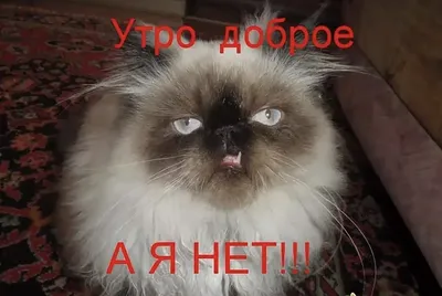 майка ( футболка) грэмпи кэт, не доброе утро, доброе утро котик, Grumpy Cat  - Минск, Беларусь