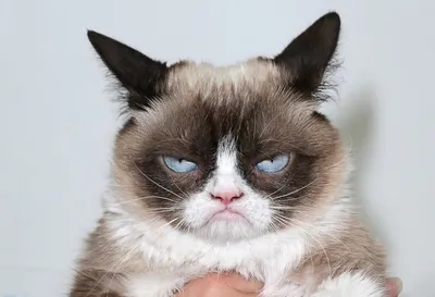 В память о Grumpy Cat. 10 самых известных котиков в истории