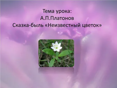 Неизвестный цветок в университете северной Бенгалии Стоковое Фото -  изображение насчитывающей бенина, университет: 144725556