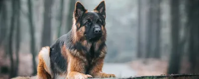 Немецкая овчарка (German Shepherd Dog) - это одна из самых популярных пород  собак. Отзывы, описание и фото породы.