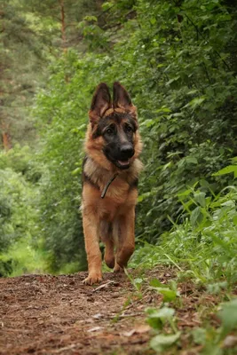 Немецкая овчарка (German Shepherd Dog) - это одна из самых популярных пород  собак. Отзывы, описание и фото породы.
