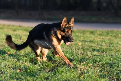 Немецкая овчарка - фото породы собаки, характеристика и описание характера  немецкой овчарки | Royal Canin