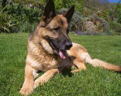 Немецкая овчарка (German Shepherd Dog) - это одна из самых популярных пород  собак. Отзывы, описание и фото породы.