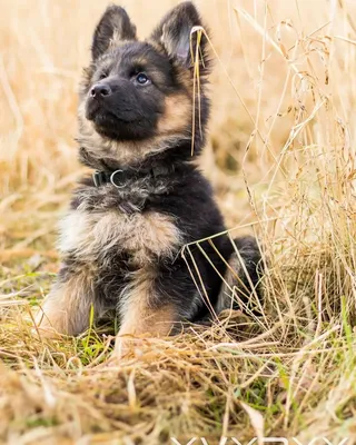 Немецкая овчарка (GERMAN SHEPHERD) — одна из самых умных собак (фото,  видео, описание породы)