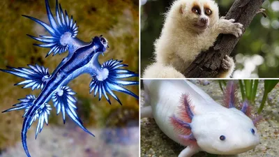 Детеныши необычных животных (15 фото) » Триникси