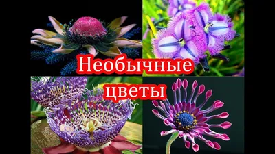 Самые необычные цветы. Обзор 