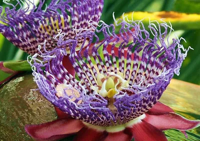 Красивые, необыкновенные цветы, целое …» — создано в Шедевруме