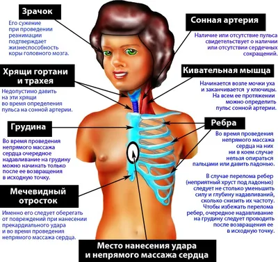 Основы техники проведения реанимационных мероприятий / Статья на сайте  Волынской больницы от  г.