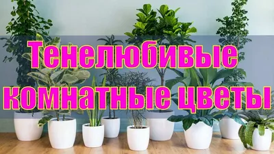 Неприхотливые комнатные цветы, растущие в тени - YouTube в 2023 г | Комнатные  цветы, Цветы, Растения