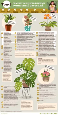 Какие неприхотливые комнатные растения цветут круглый год? - Абутилон,  антуриум, бальзамин, пеларгония, гибискус, спатифиллум, фуксия, бегония