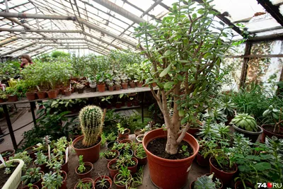 Самые неприхотливые комнатные растения: фото и описание