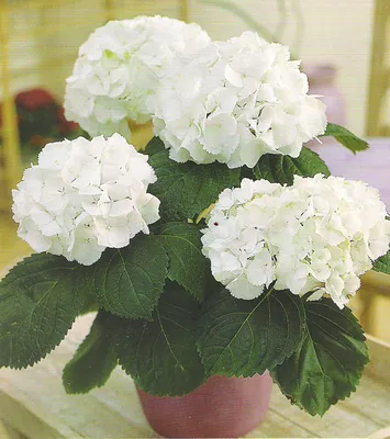 Неприхотливые комнатные нарядные цветы 5 шт: Обмен - Комнатные растения  Астана на Olx