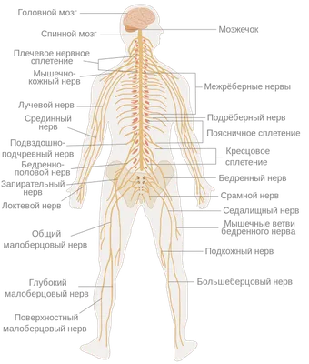 Нервная система человека — Википедия