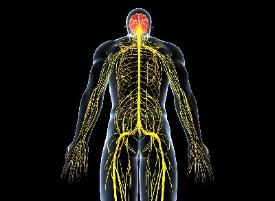 Нервная система: 10 заблуждений и мифов