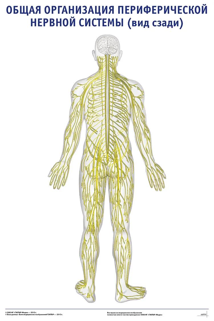 Название органа периферической нервной системы человека. Анатомия человека нервная система ПНС. ПНС периферическая нервная система. Периферическая нервная система анатомия. Схема нервной системы человека Центральная и периферическая.