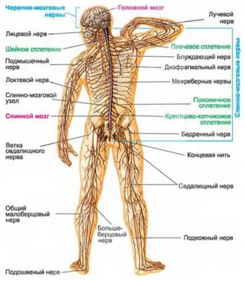 НЕРВНАЯ СИСТЕМА | Энциклопедия Кругосвет