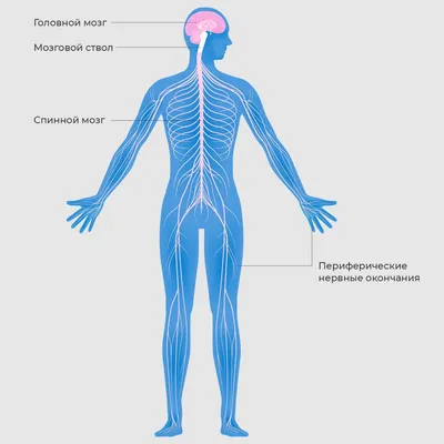 Нервная система человека. Введение: основные понятия, состав и строение. -  YouTube