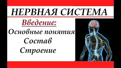 Точки удовольствия". Ученые раскрыли секрет нежных прикосновений - РИА  Новости, 