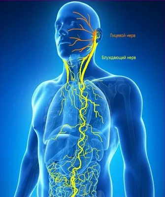 Кишечная нервная система и кишечный микробиом