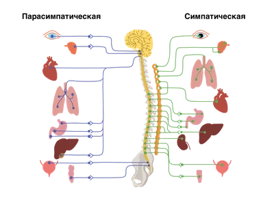 Иллюстрация Нервной Системы Человека Векторное изображение ©YAY_Images  622774890
