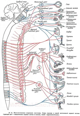 Анатомия Мозга Центральной Нервной Системы Человека стоковое фото  ©magicmine 649383888