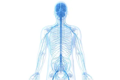 Нервная система человека — Википедия