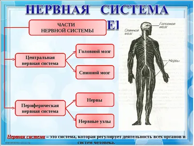 Строение нервной системы человека в …» — создано в Шедевруме