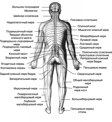 Значение нервной системы человека и особенности ее строения и  функционирования