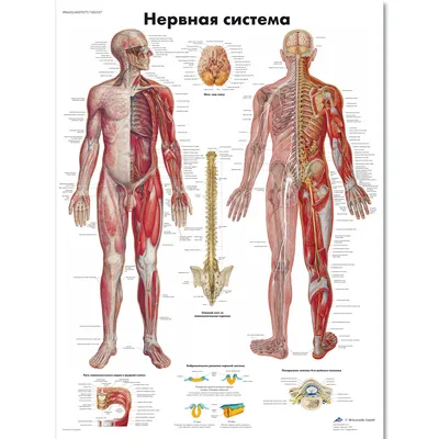 Нервная система человека | Пикабу