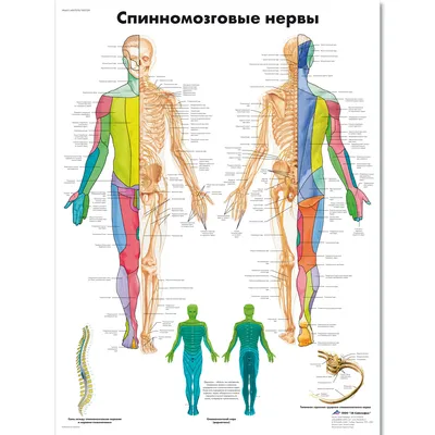 Нервы человека 51 картинка