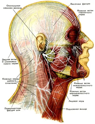 Нерв - Wikiwand