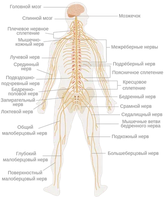 Значение нервной системы человека и особенности ее строения и  функционирования