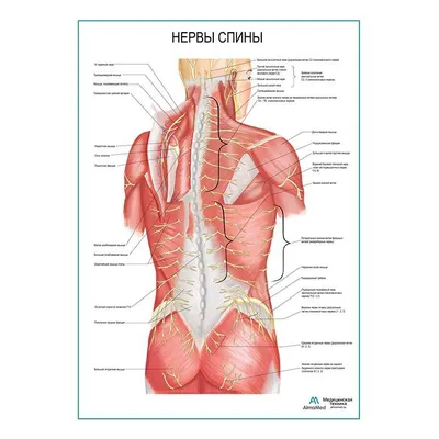 НЕРВНАЯ СИСТЕМА - что такое в Научно-техническом энциклопедическом словаре