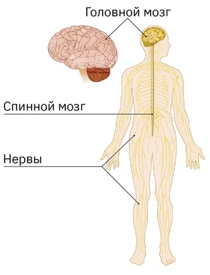 Нервы спины (анатомия человека) плакат глянцевый А1+, плотная фотобумага от  200г/м2 - купить с доставкой по выгодным ценам в интернет-магазине OZON  (262297547)