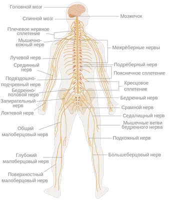 НЕРВНАЯ СИСТЕМА | Энциклопедия Кругосвет