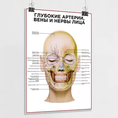 Нервная система. Нервы лица и головы. Строение нерва - постер  (ID#1600290654), цена: 31 ₴, купить на 