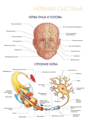 Облако знаний. Нервная система человека. Окружающий мир. 3 класс