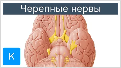 Иллюстрация 10 из 12 для Анатомия человека. Карточки. Спинномозговые нервы  и органы чувств (47 карточек) - Сапин, Николенко, Тимофеева | Лабиринт -  книги. Источник: Башлыкова Валерия