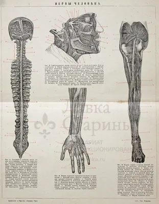 Плакат по анатомии человека "Глубокие артерии, вены и нервы лица" /  ламинированный / А-2 (42x60 см.) - купить с доставкой по выгодным ценам в  интернет-магазине OZON (912280644)