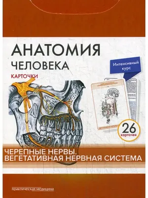 Анатомия человека: карточки (26 шт). Черепные нервы. Вегетативная нервная  система