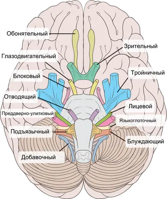 Именно вот так выглядят все нервы, которые ведут к вашим зубам | Пикабу