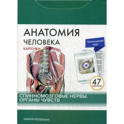 Анатомия человека: КАРТОЧКИ (26 шт). Черепные нервы. Вегетативная нервная  система | Сапин Михаил Романович - купить с доставкой по выгодным ценам в  интернет-магазине OZON (145099723)