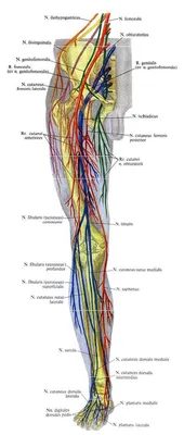 Пояснично-крестцовое сплетение, plexus lumbosacralis, и нервы свободной  части нижней конечности, право… | Периферическая нервная система, Нервная  система, Сплетение