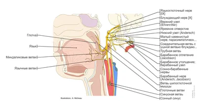 Черепные нервы схемы : нормальная анатомия | e-Anatomy